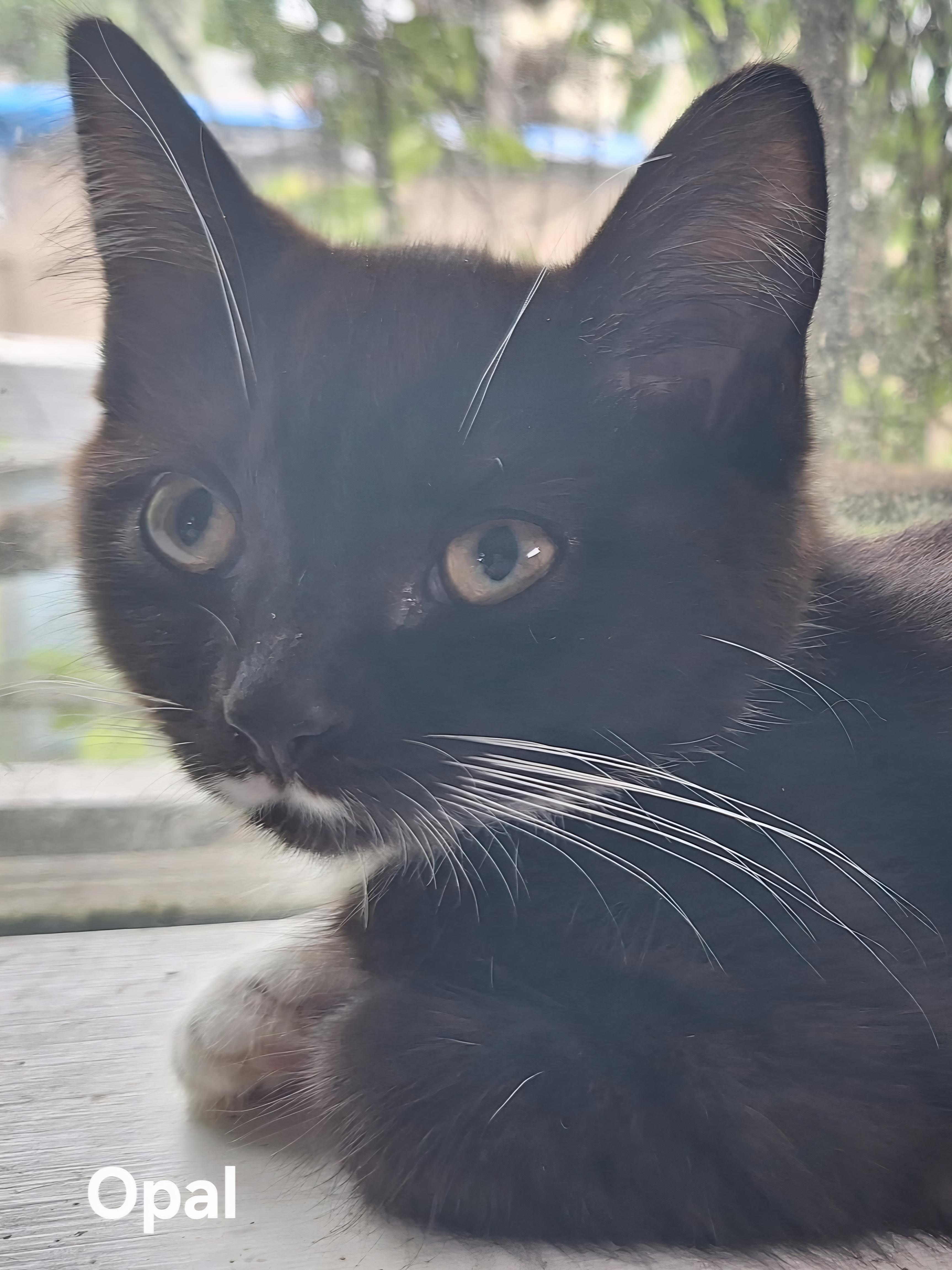 Opal, ADOPTABLE, Kitten Female Domestic Short Hair.