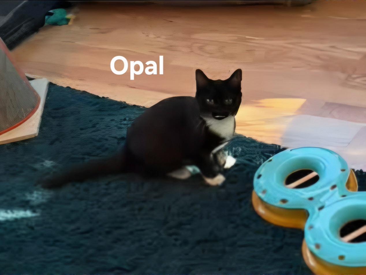 Enlarge Opal, a Adoptable Domestic Short Hair in Chicopee, MA image 2/2