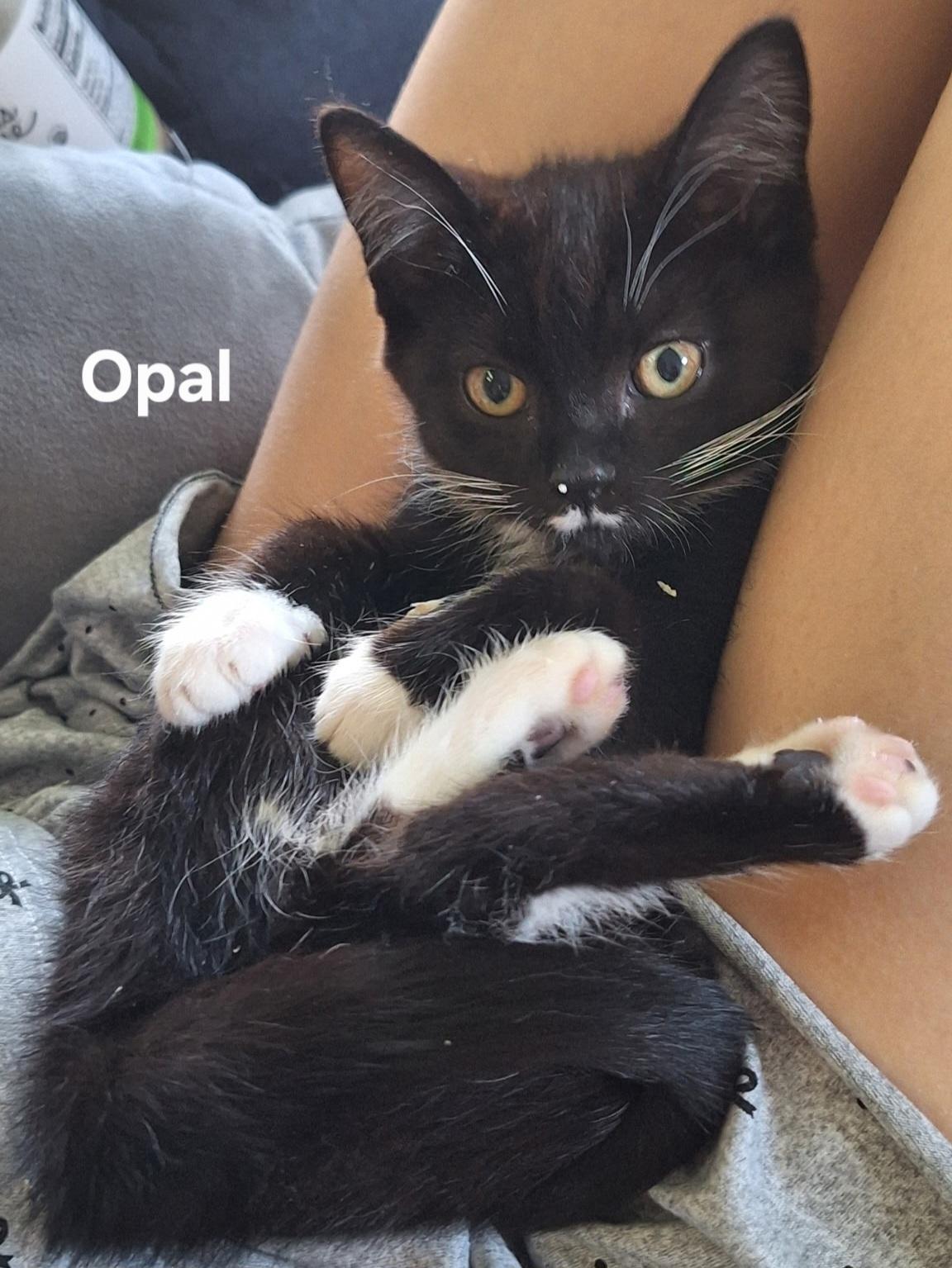 Opal, a ADOPTABLE Domestic Short Hair in Chicopee, MA image 3/6