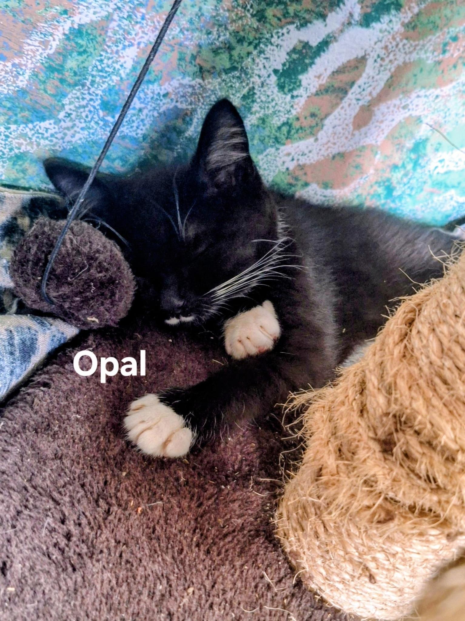 Opal, a ADOPTABLE Domestic Short Hair in Chicopee, MA image 4/6