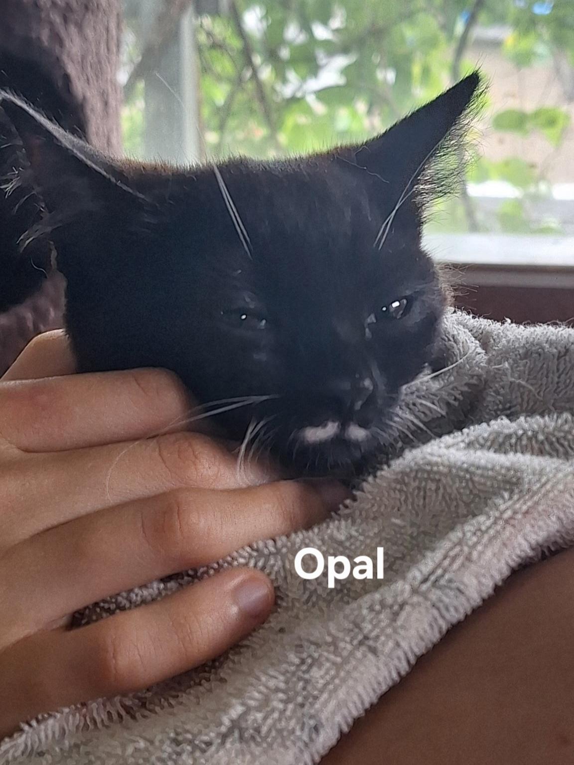 Opal, a ADOPTABLE Domestic Short Hair in Chicopee, MA image 6/6