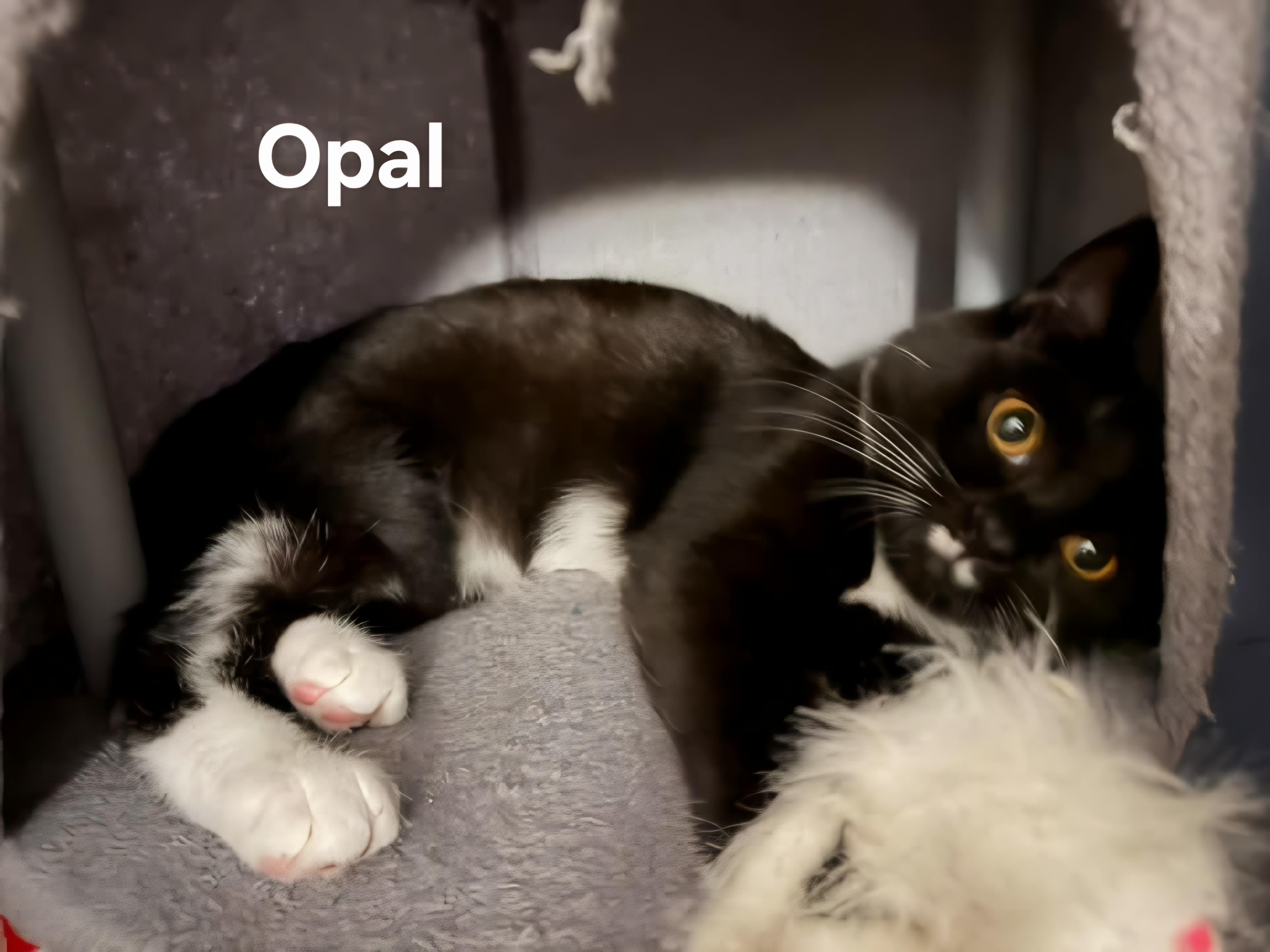 Opal, Adoptable, Kitten Female Domestic Short Hair.