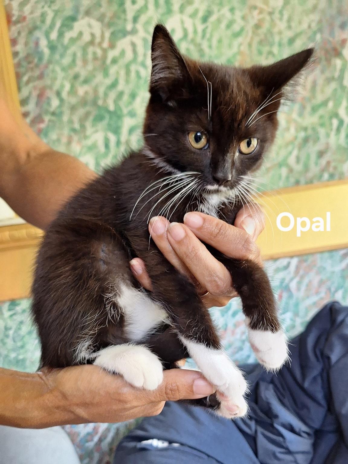 Opal, a ADOPTABLE Domestic Short Hair in Chicopee, MA image 5/6