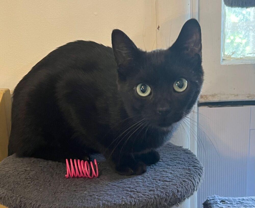 Midnight, a Adoptable Domestic Short Hair in McPherson, KS image 2/2