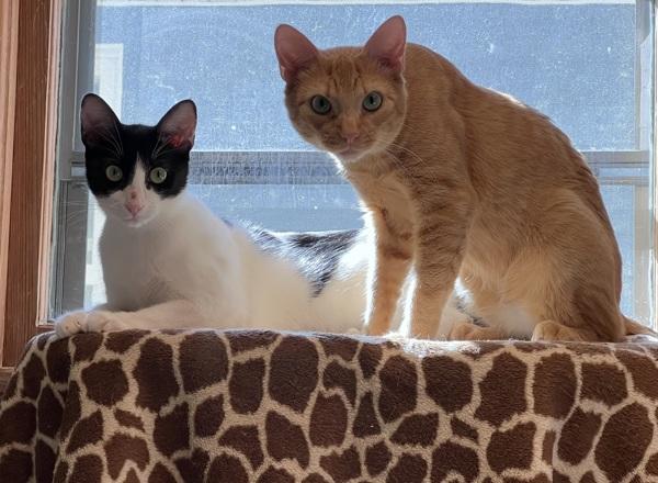 Septimus, Adoptable, Young Male Domestic Short Hair.
