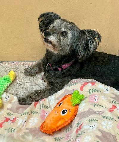 Enlarge Mony, a Adopted mixed breed in Gardena, CA image 3/3