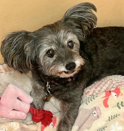 Enlarge Mony, a Adopted mixed breed in Gardena, CA image 2/3