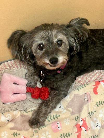 Mony, Adopted, Senior Female Terrier & Miniature Poodle.