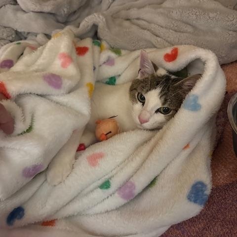 Maggie, a ADOPTABLE Domestic Short Hair in brooklyn, NY image 2/4