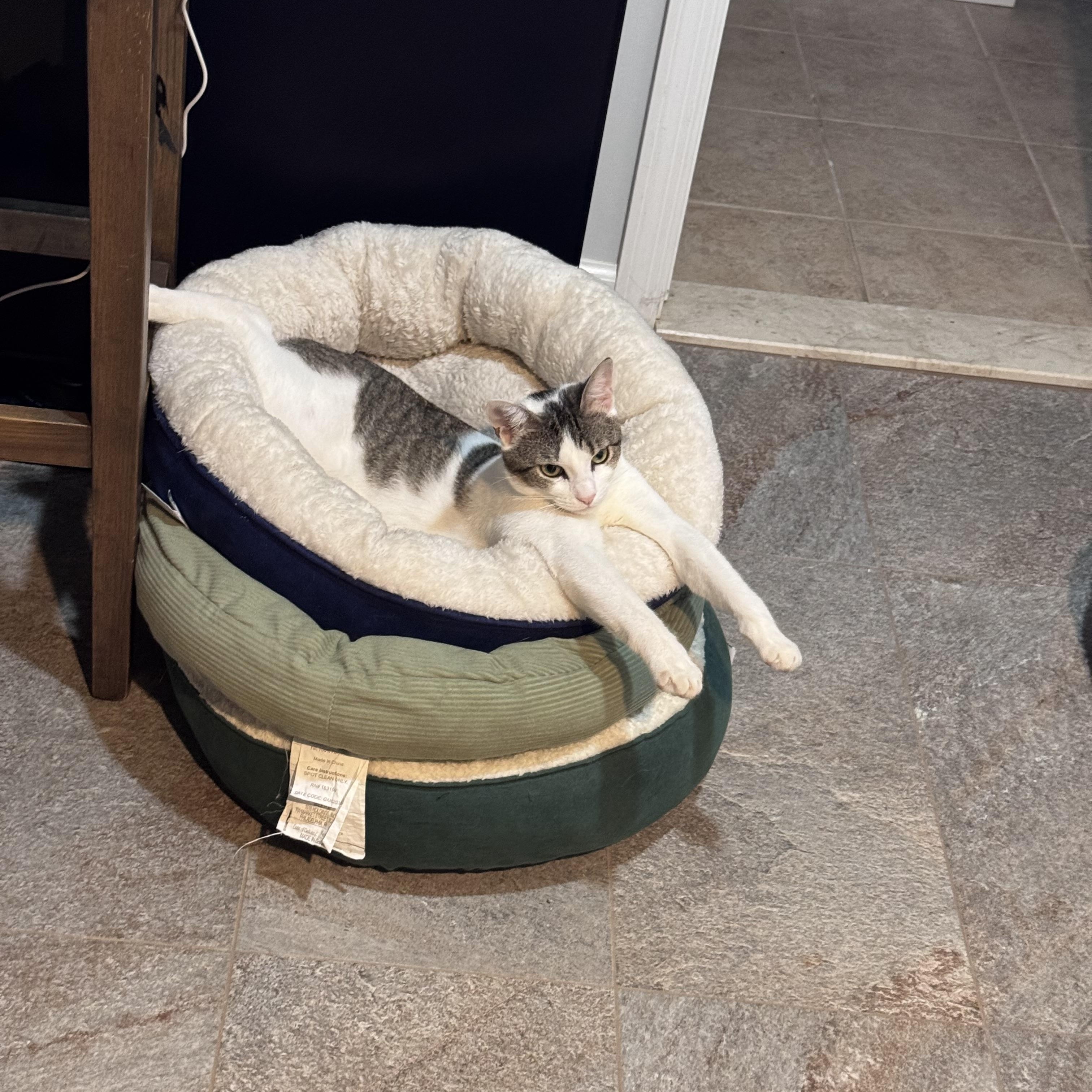 Maggie, ADOPTABLE, Young Female Domestic Short Hair.