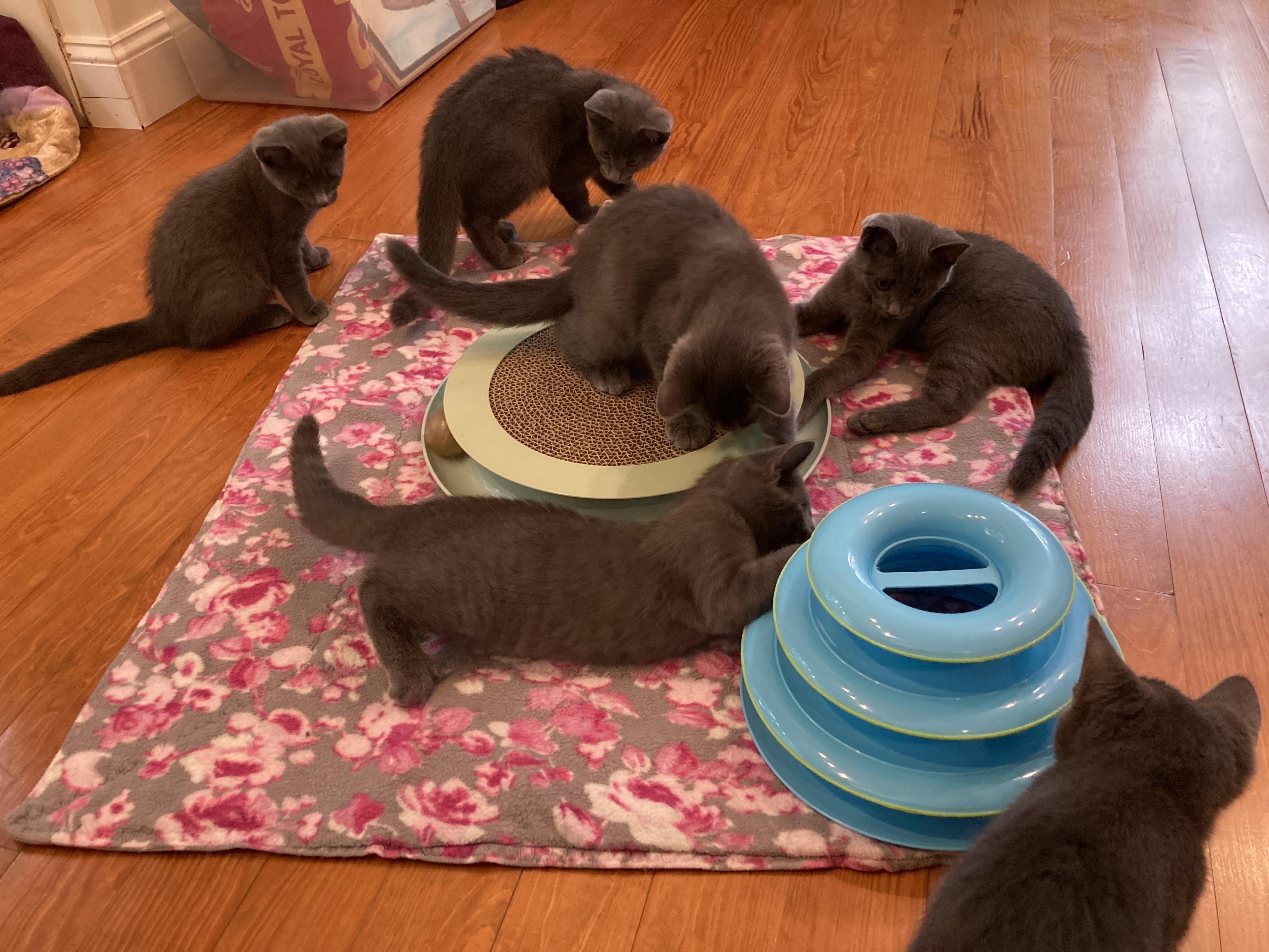 Celestial Kittens x 6