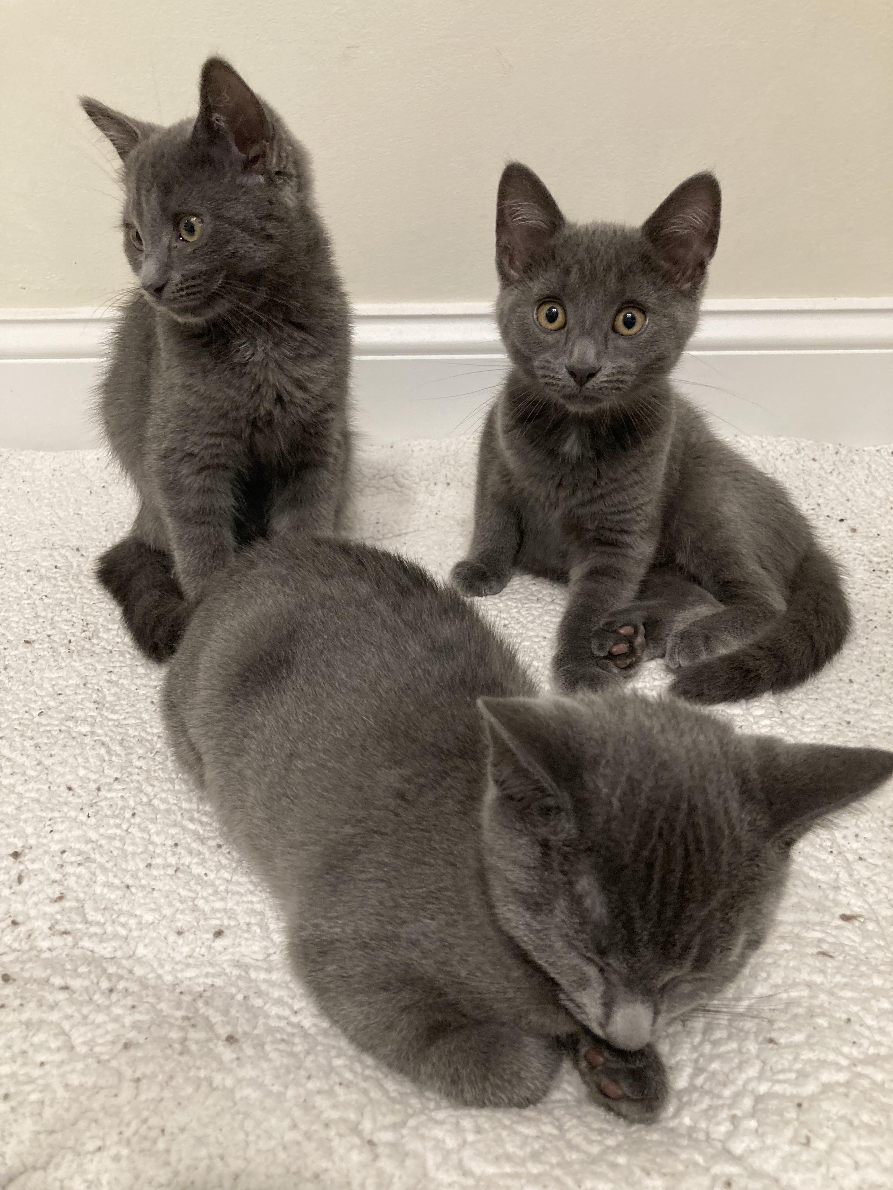 Celestial Kittens x 6