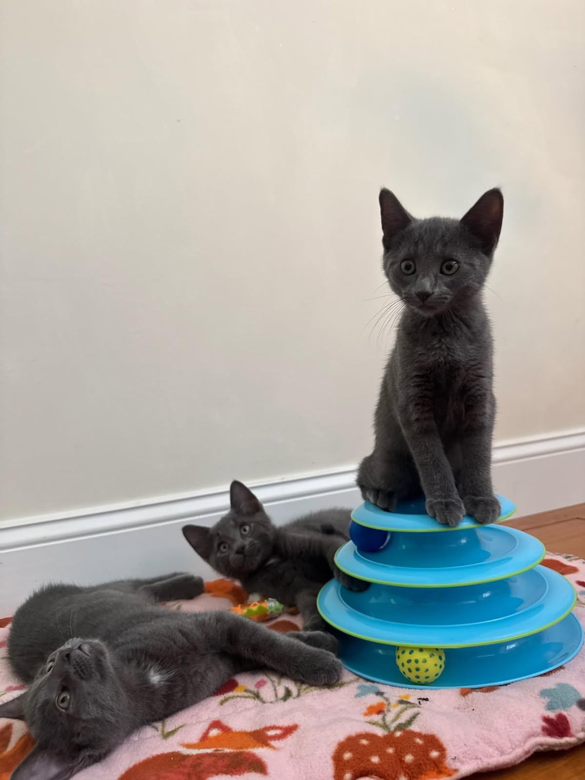 Celestial Kittens x 6
