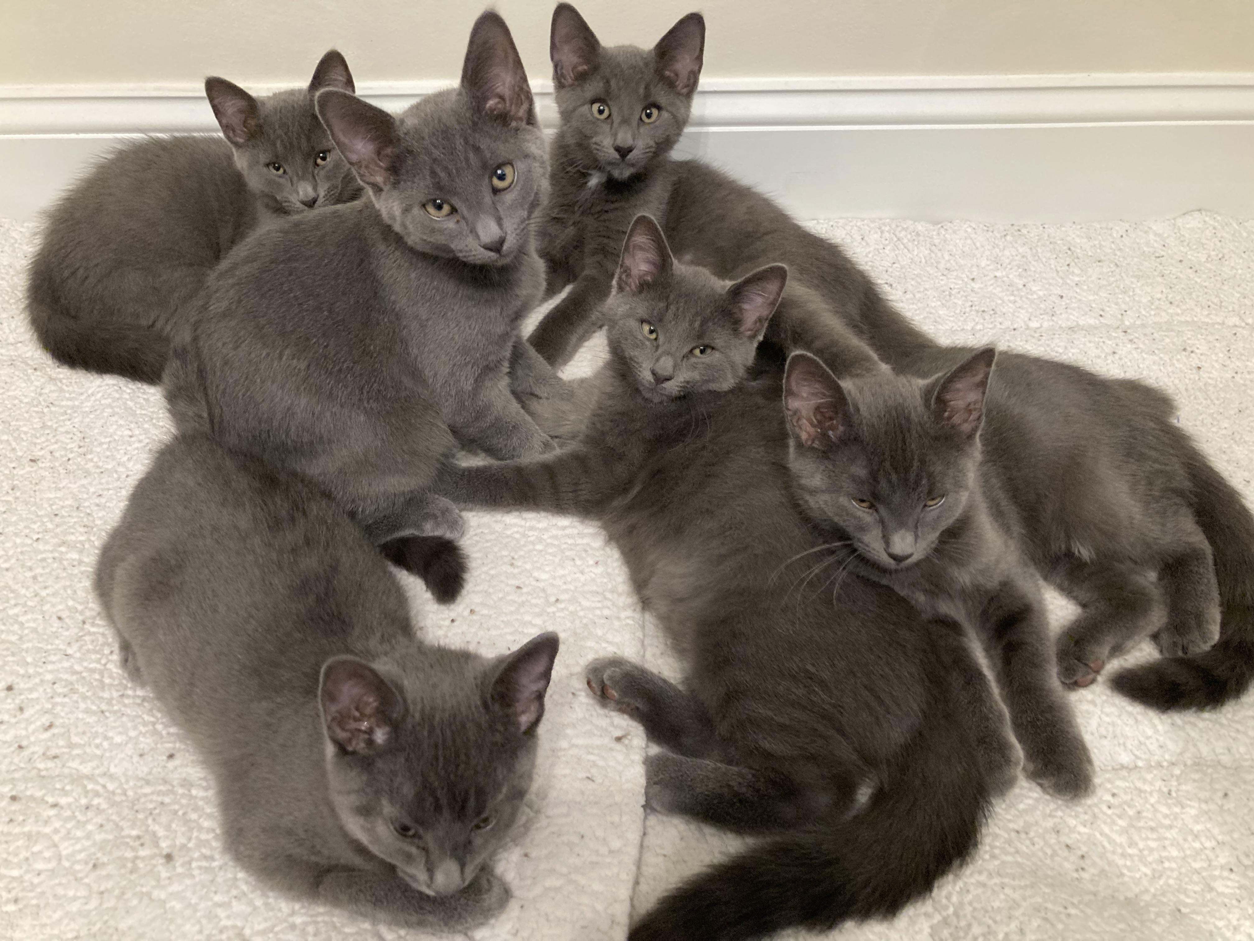 Celestial Kittens x 6
