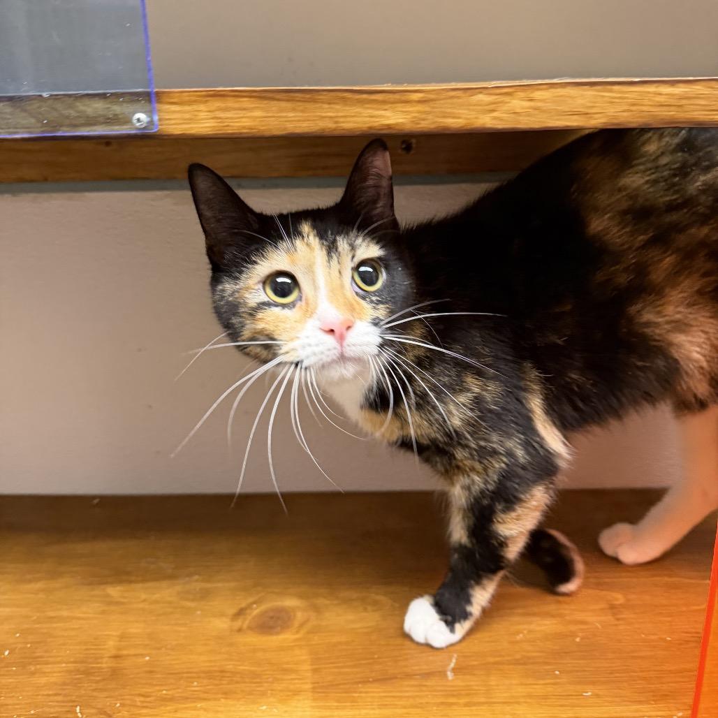 Eloise, a Adoptable mixed breed in Houston, TX image 1/5