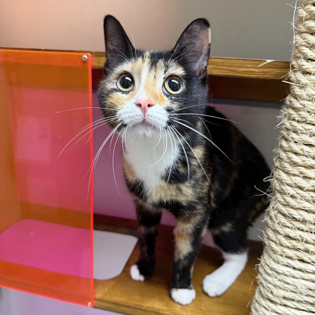 Eloise, a Adoptable mixed breed in Houston, TX image 2/5