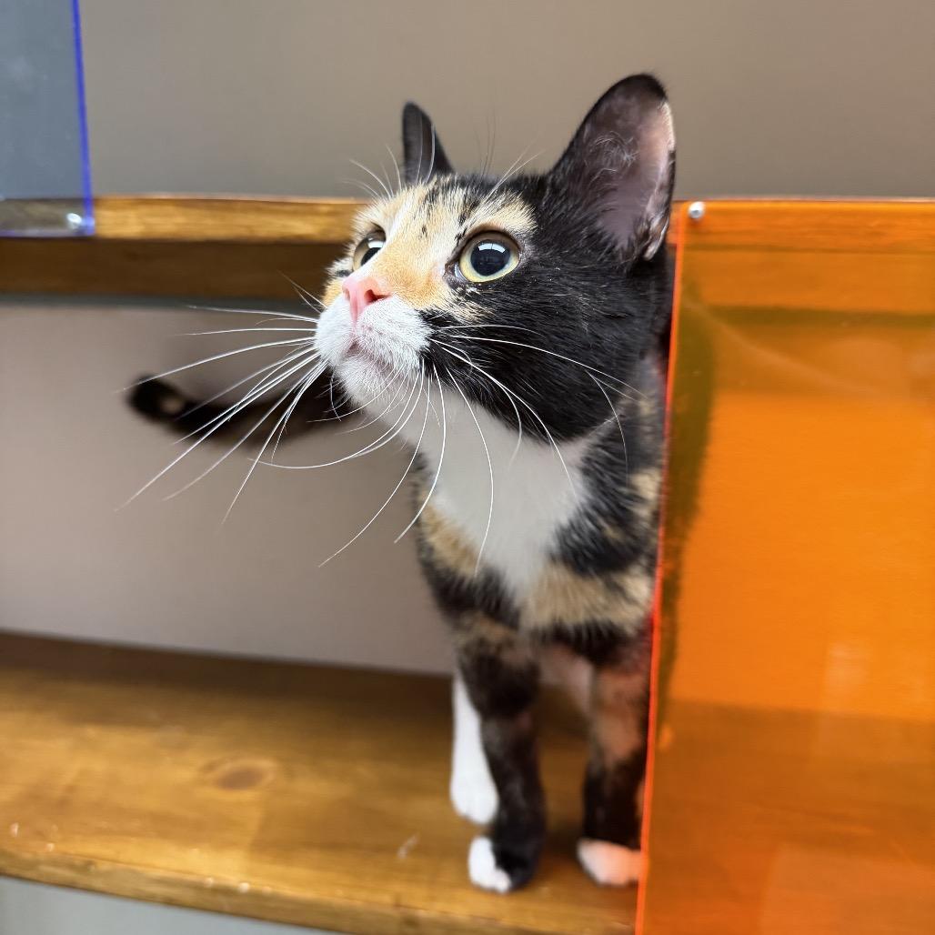 Eloise, a Adoptable mixed breed in Houston, TX image 3/5