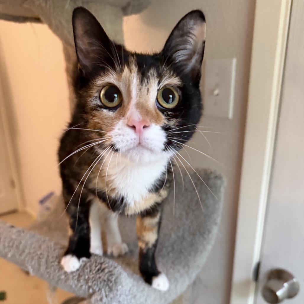 Eloise, a Adoptable mixed breed in Houston, TX image 4/5