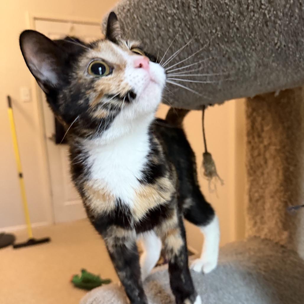 Eloise, a Adoptable mixed breed in Houston, TX image 5/5