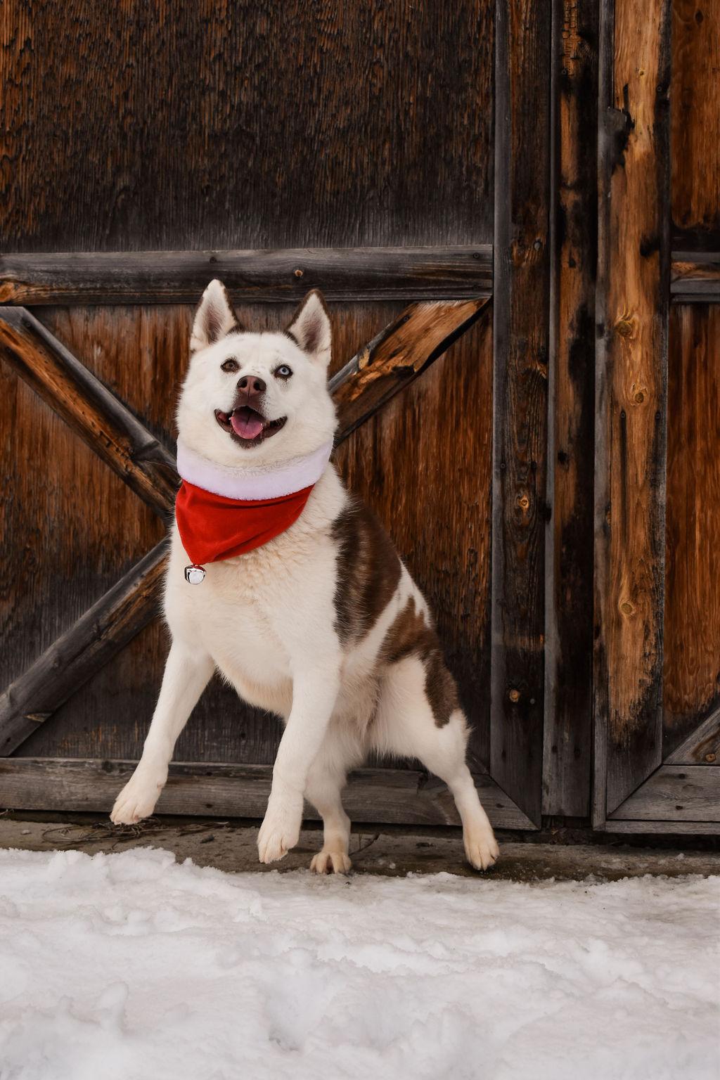 Enlarge Carmel, a Adopted mixed breed in Eureka, MT image 1/1