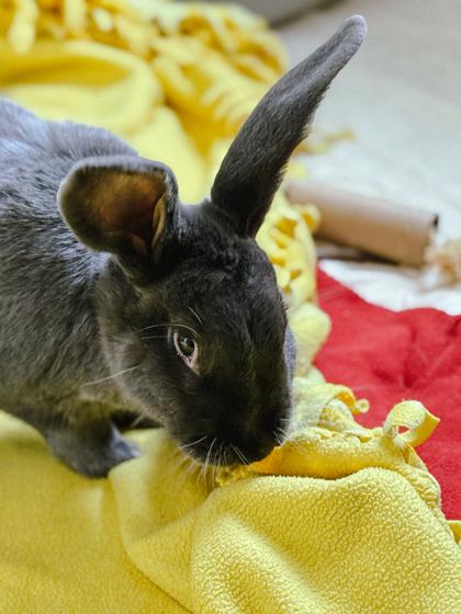 Enlarge Cinder, a Adoptable American in Bellevue, WA image 1/3