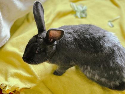 Enlarge Cinder, a Adoptable American in Bellevue, WA image 2/3