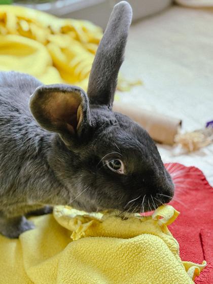 Enlarge Cinder, a Adoptable American in Bellevue, WA image 3/3