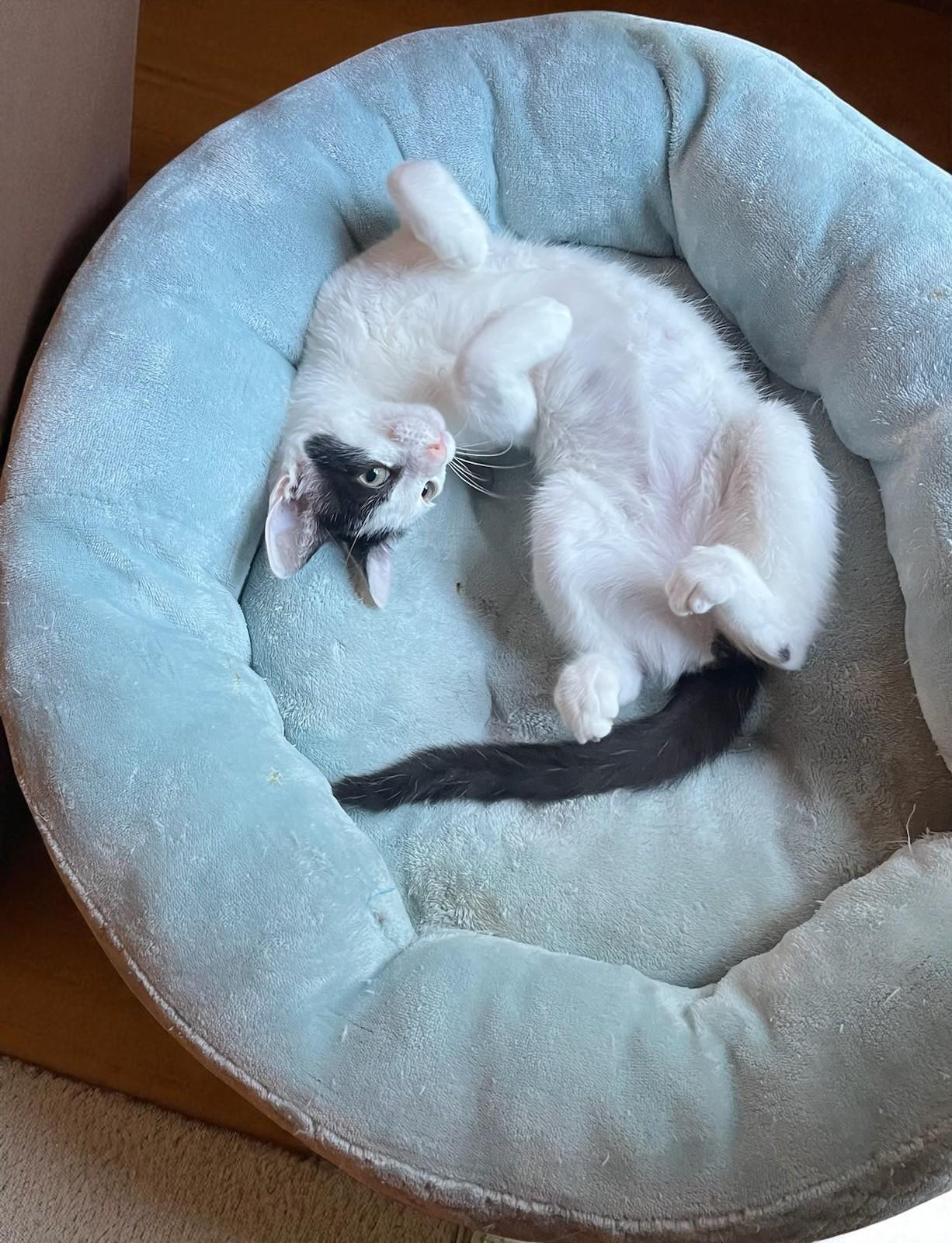 Lu'lemon