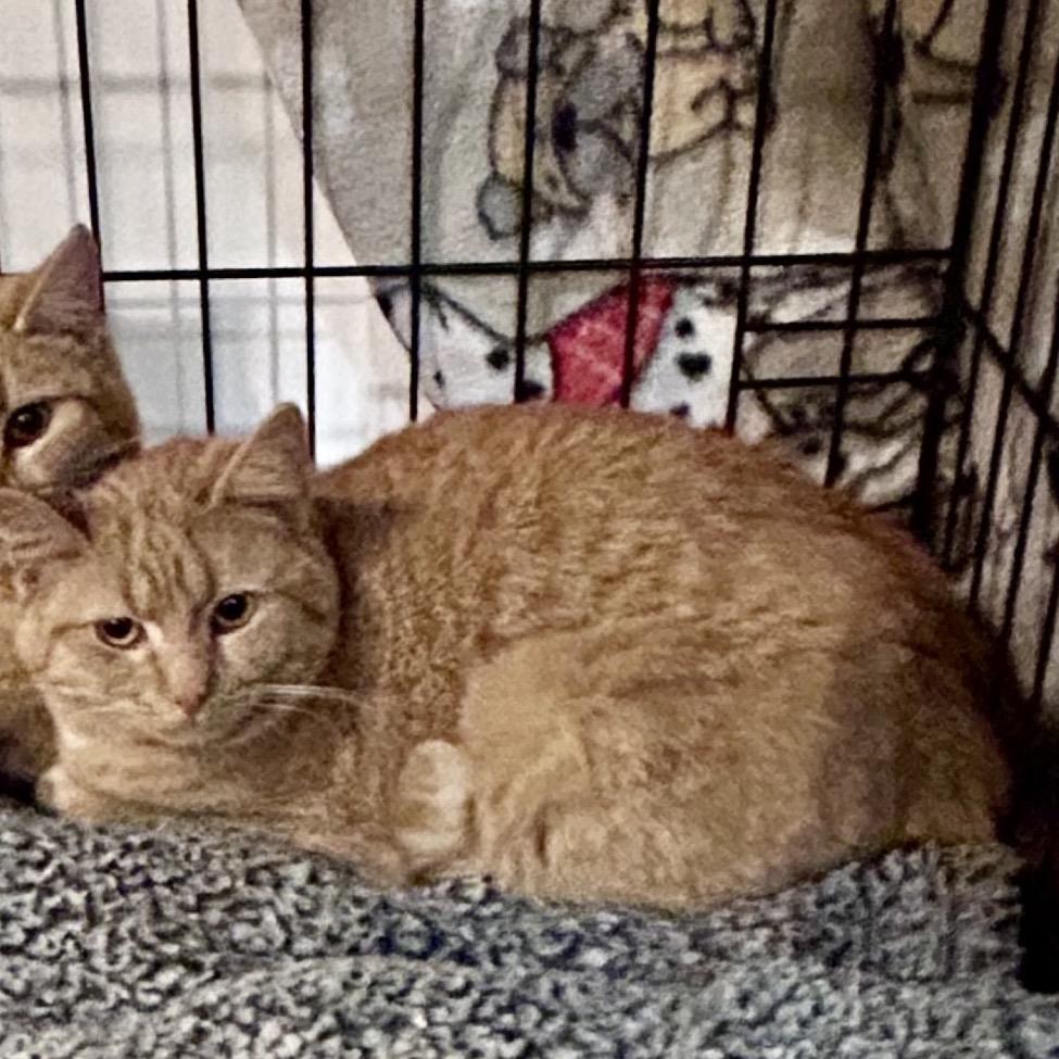 Enlarge Celeste, a Adoptable Domestic Short Hair in Moses Lake, WA image 1/1