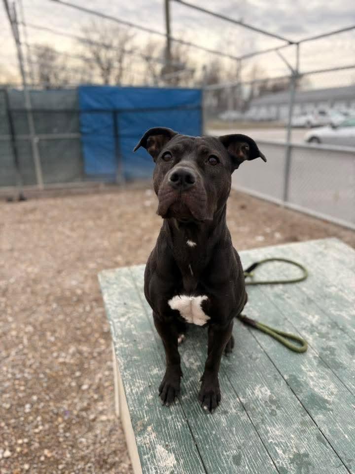 Enlarge Suzie, a ADOPTABLE Pit Bull Terrier in Camden, OH image 2/2