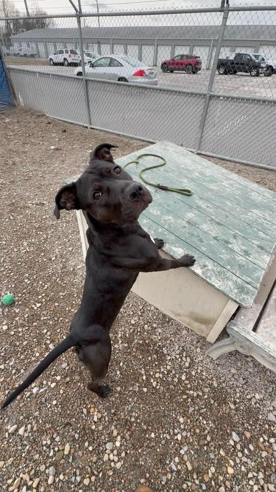 Suzie, ADOPTABLE, Adult Female Pit Bull Terrier.