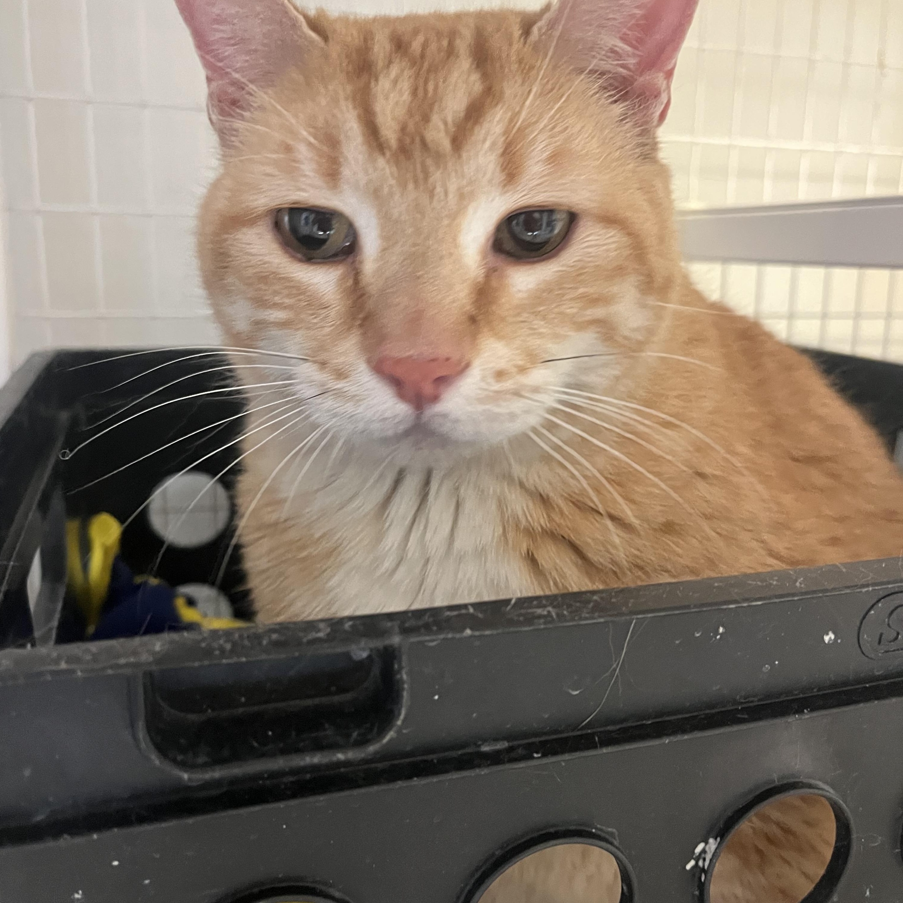 O, an adopted Tabby in Gunnison, CO image 1/2
