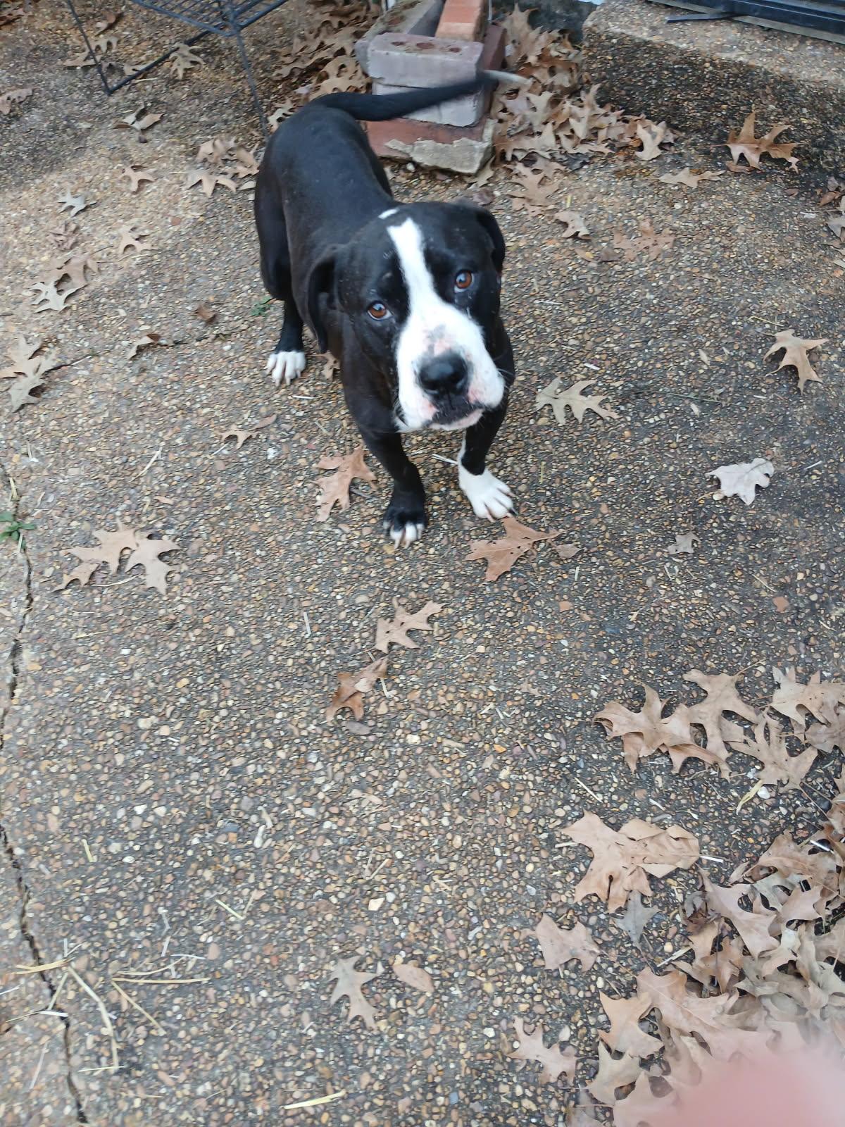 Enlarge ZCL-D- River, a Adoptable mixed breed in Horn Lake, MS image 2/3