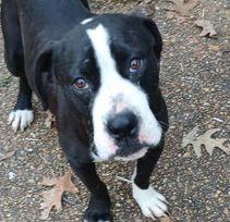 ZCL-D- River, a Adoptable mixed breed in Horn Lake, MS image 2/3