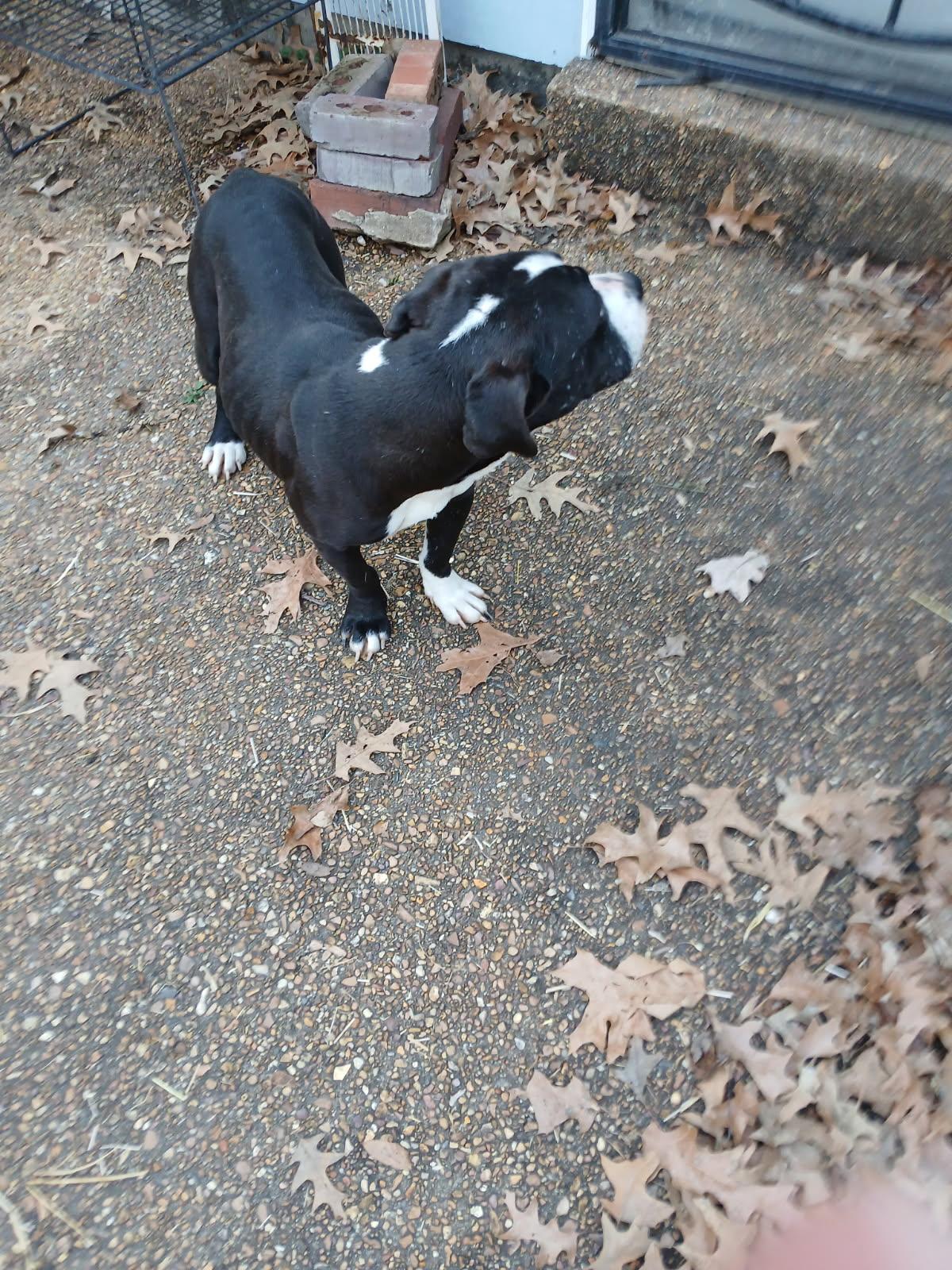 Enlarge ZCL-D- River, a Adoptable mixed breed in Horn Lake, MS image 3/3