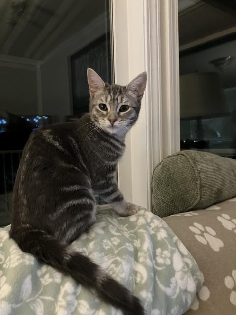 Enlarge Willow , a ADOPTABLE Domestic Short Hair in Chilliwack, BC image 1/1