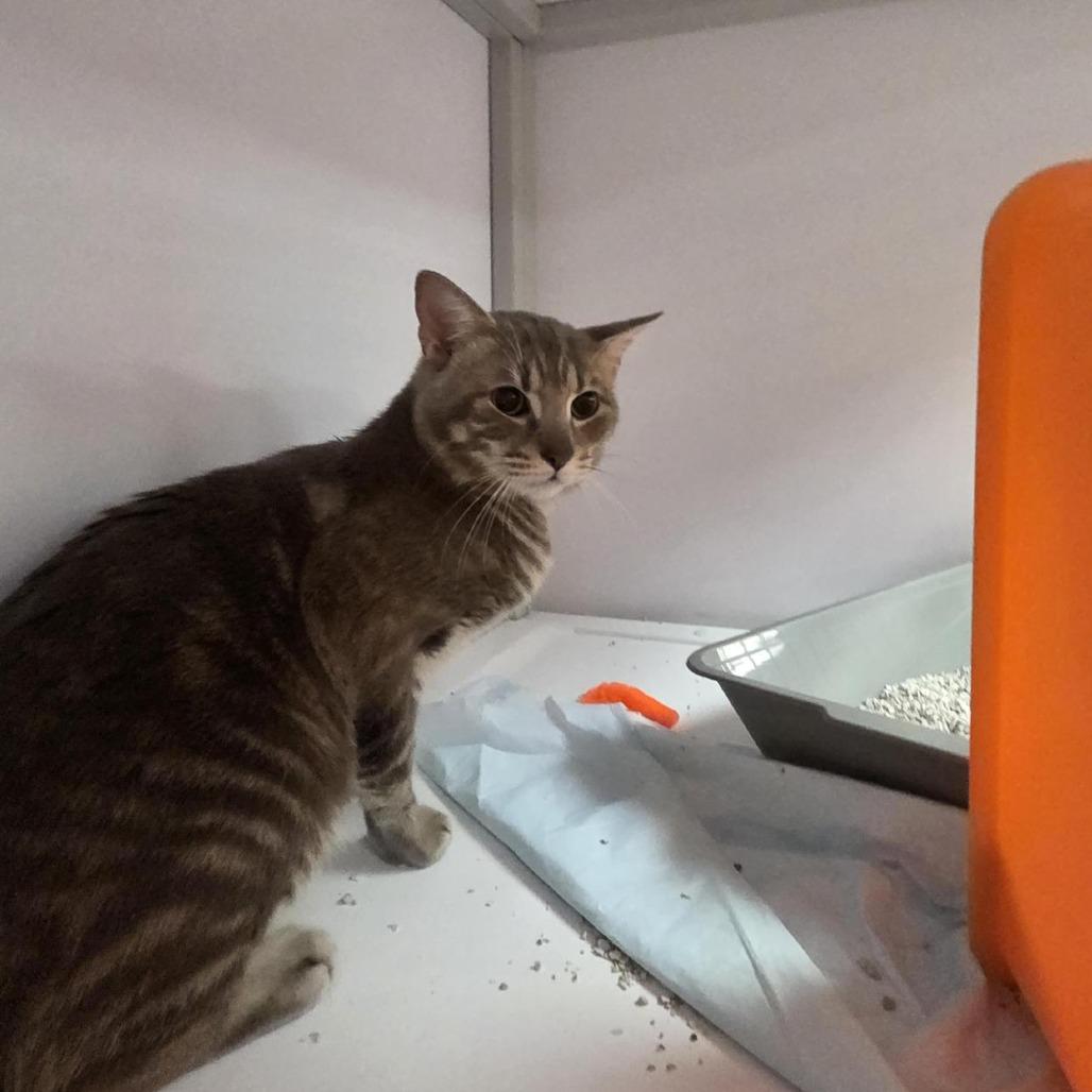 Ames, Adoptable, Young Male Domestic Short Hair.