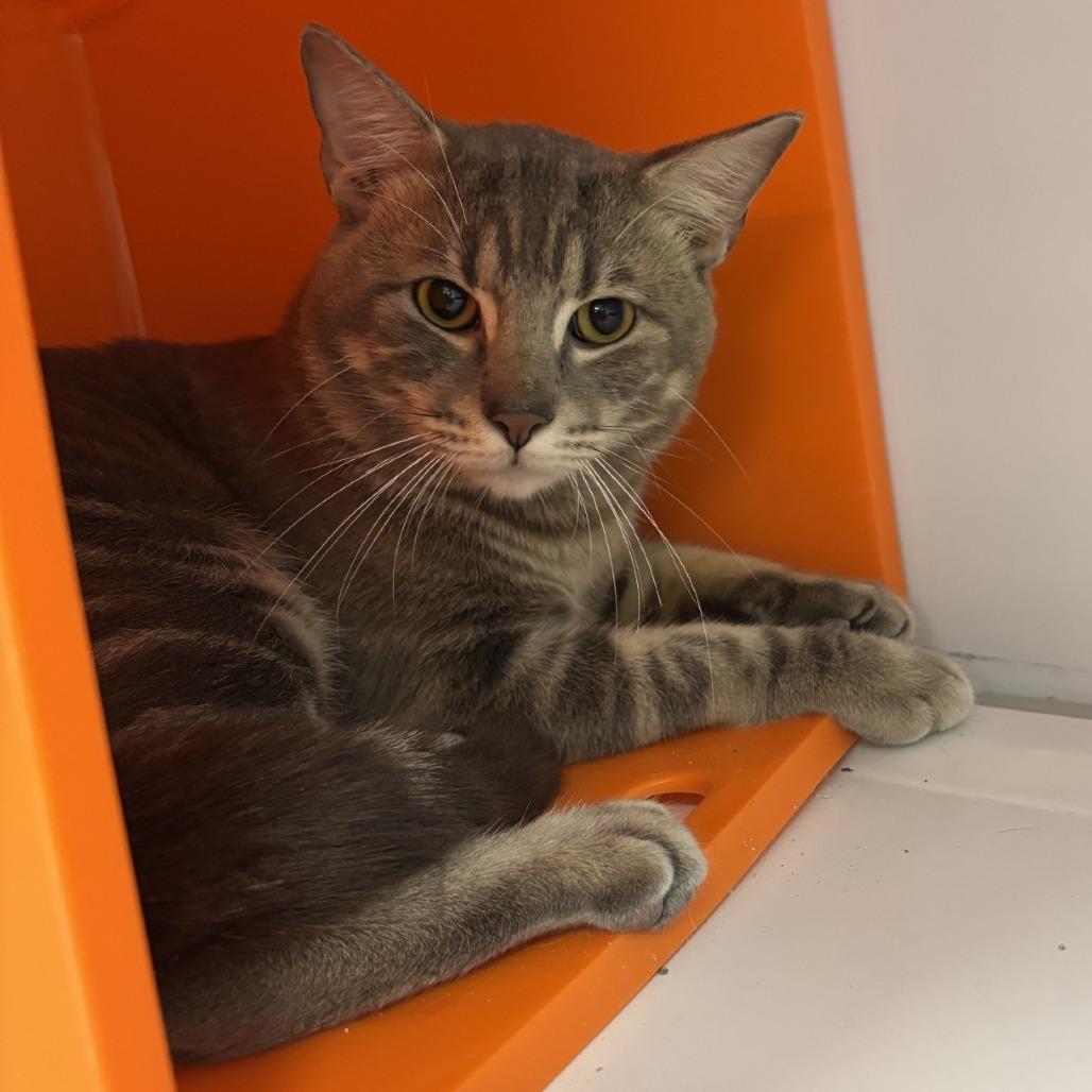 Enlarge Ames, a Adoptable Domestic Short Hair in Houston, TX image 2/2