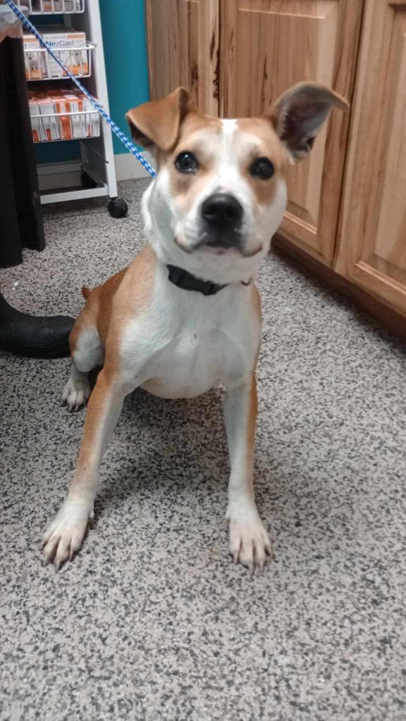 Brooklyn, Adoptable, Adult Female Pit Bull Terrier.