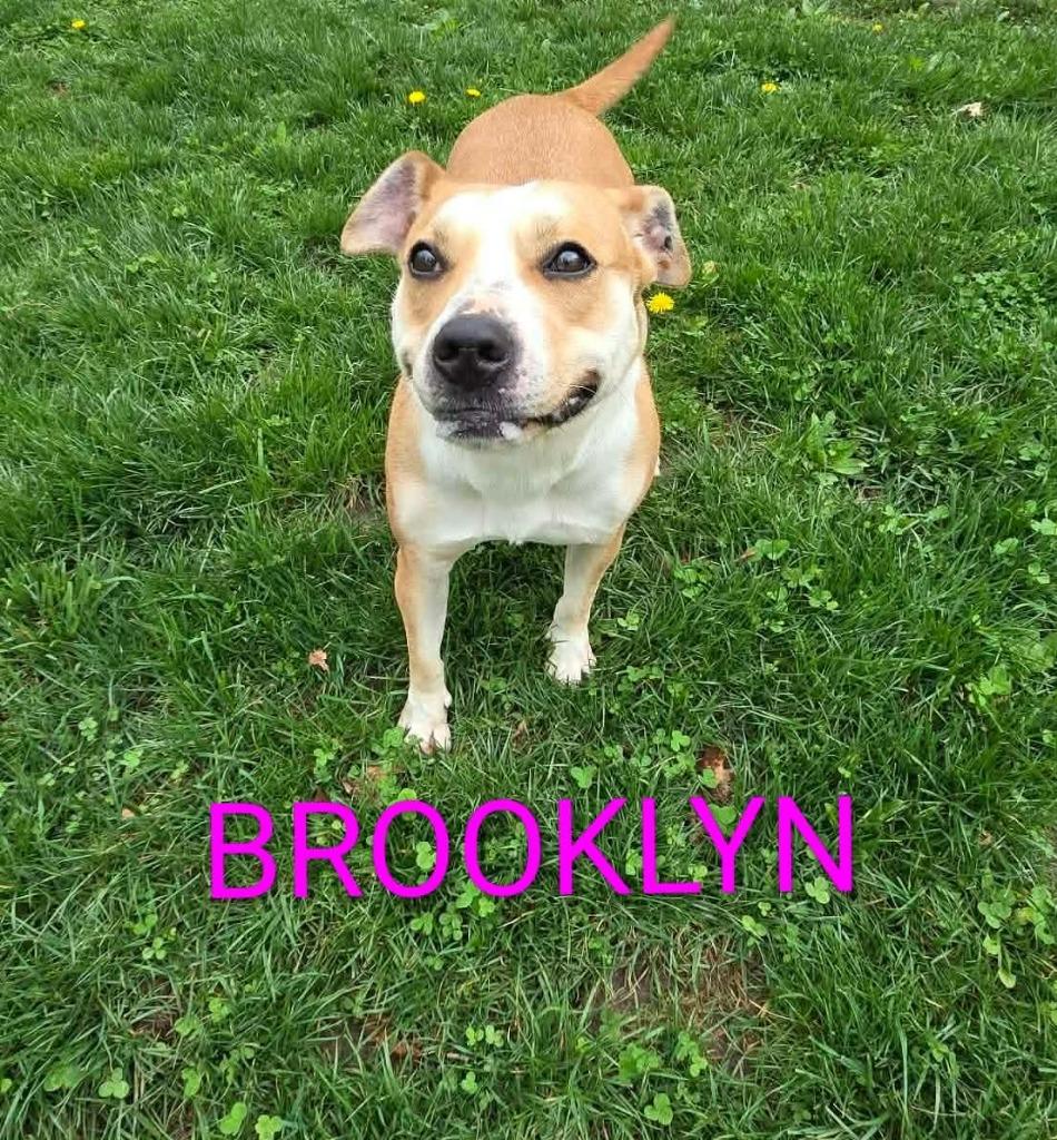 Brooklyn, Adoptable, Adult Female Pit Bull Terrier.