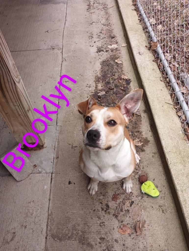 Brooklyn, a Adoptable Pit Bull Terrier in Kendallville, IN image 2/4