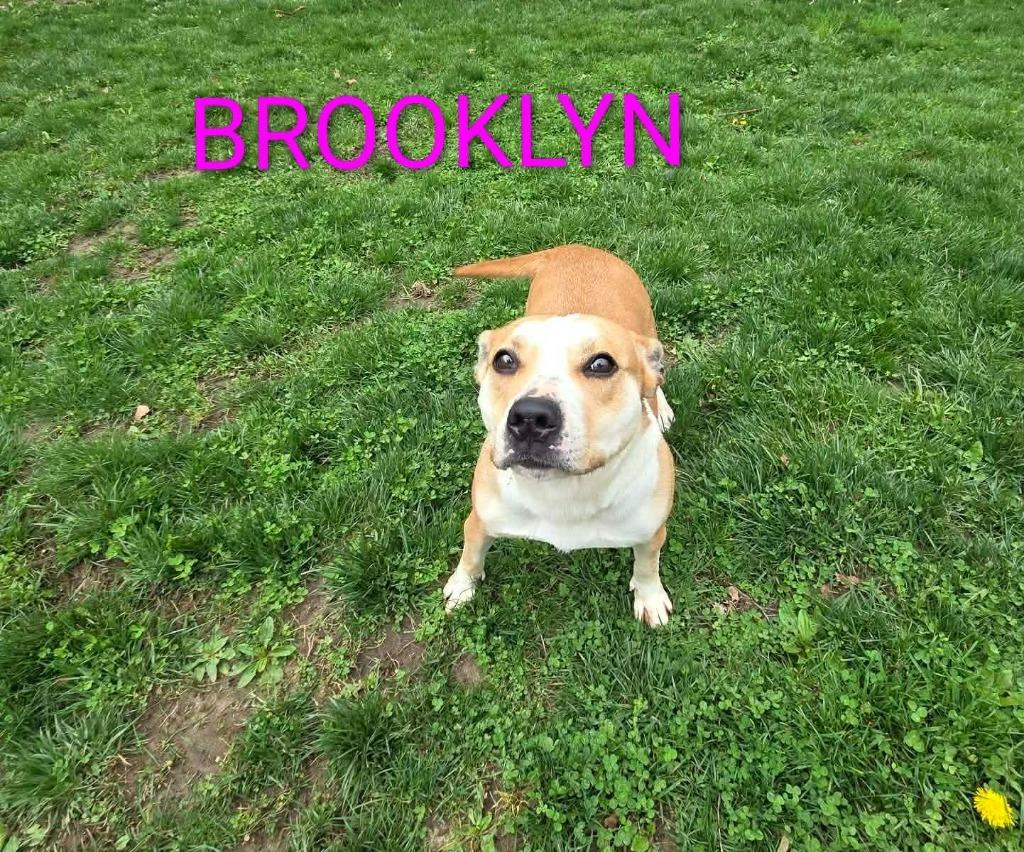 Enlarge Brooklyn, a Adoptable Pit Bull Terrier in Kendallville, IN image 4/6