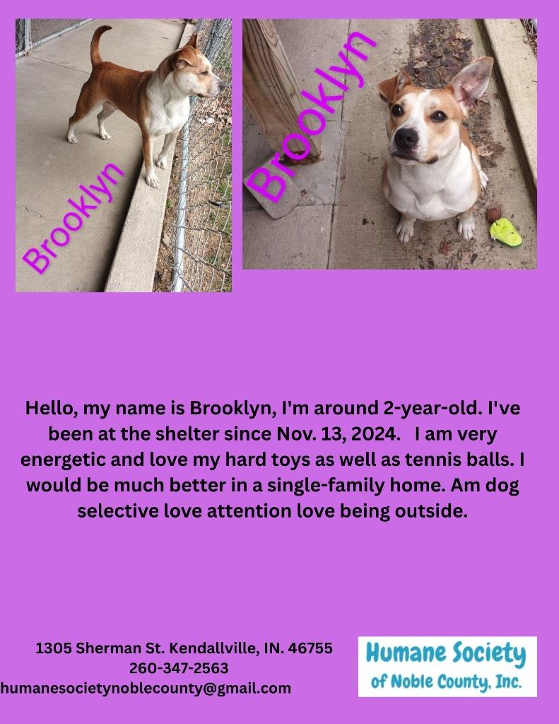 Enlarge Brooklyn, a Adoptable Pit Bull Terrier in Kendallville, IN image 3/4