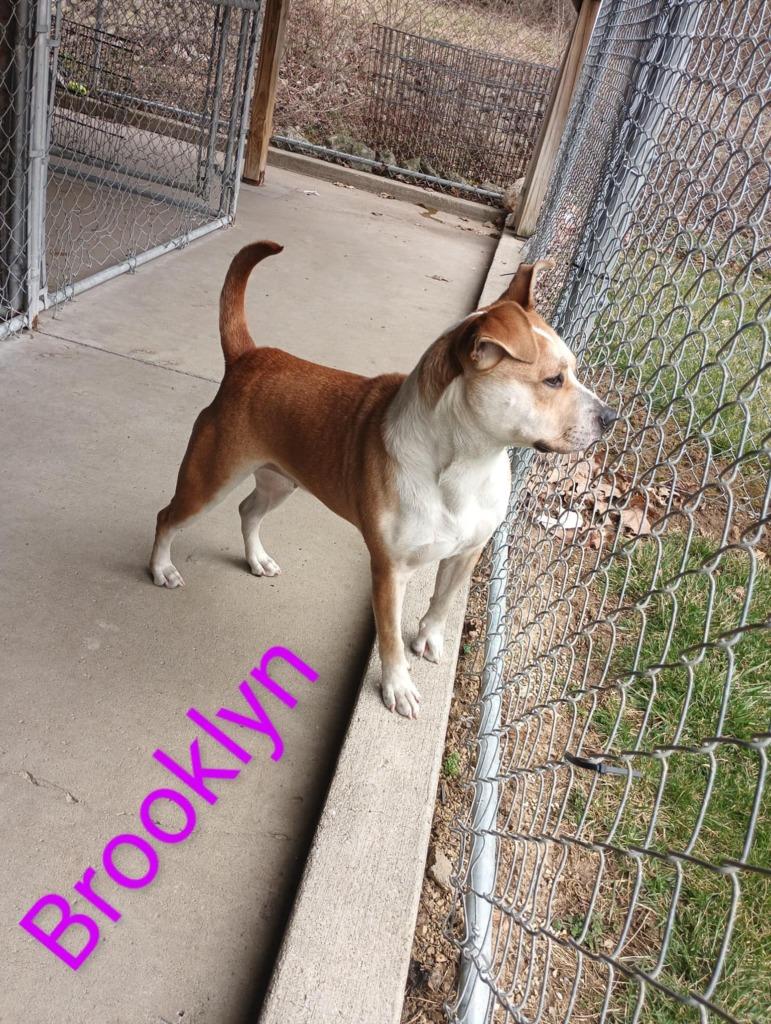 Brooklyn, a Adoptable Pit Bull Terrier in Kendallville, IN image 4/4