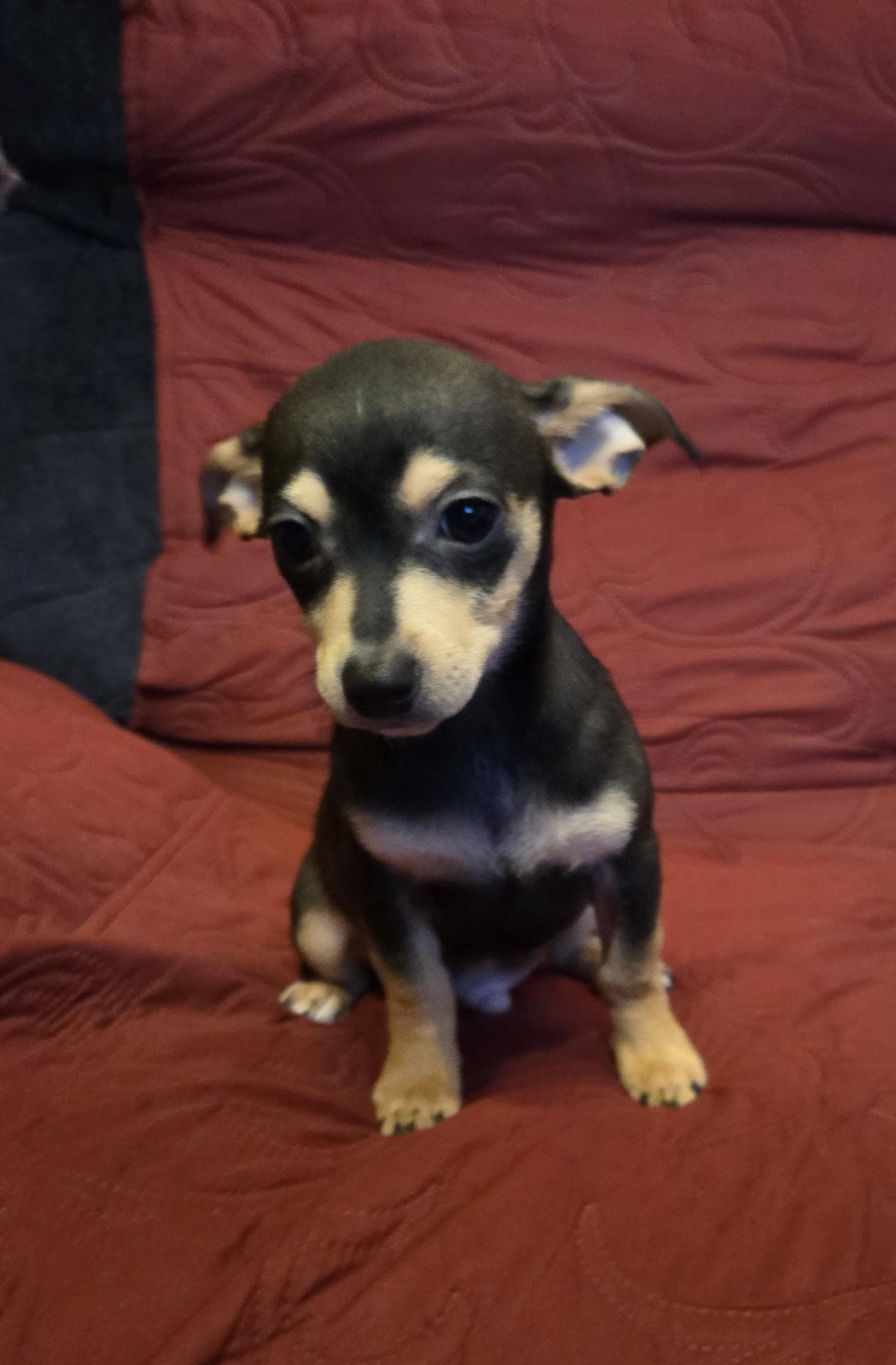 Enlarge Nutmeg, a ADOPTABLE mixed breed in Oakdale, CA image 2/3