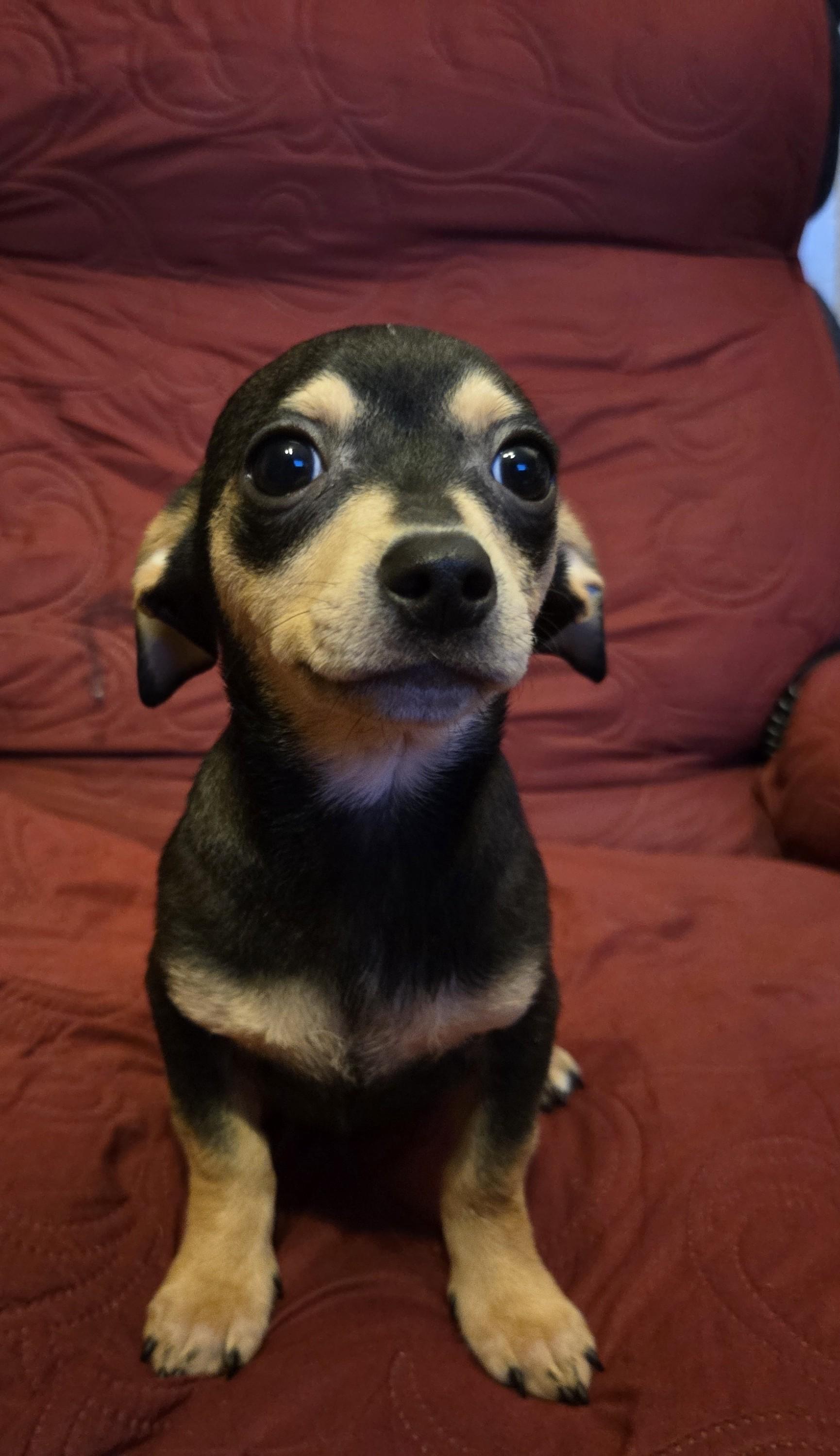 Enlarge Nutmeg, a ADOPTABLE mixed breed in Oakdale, CA image 1/3