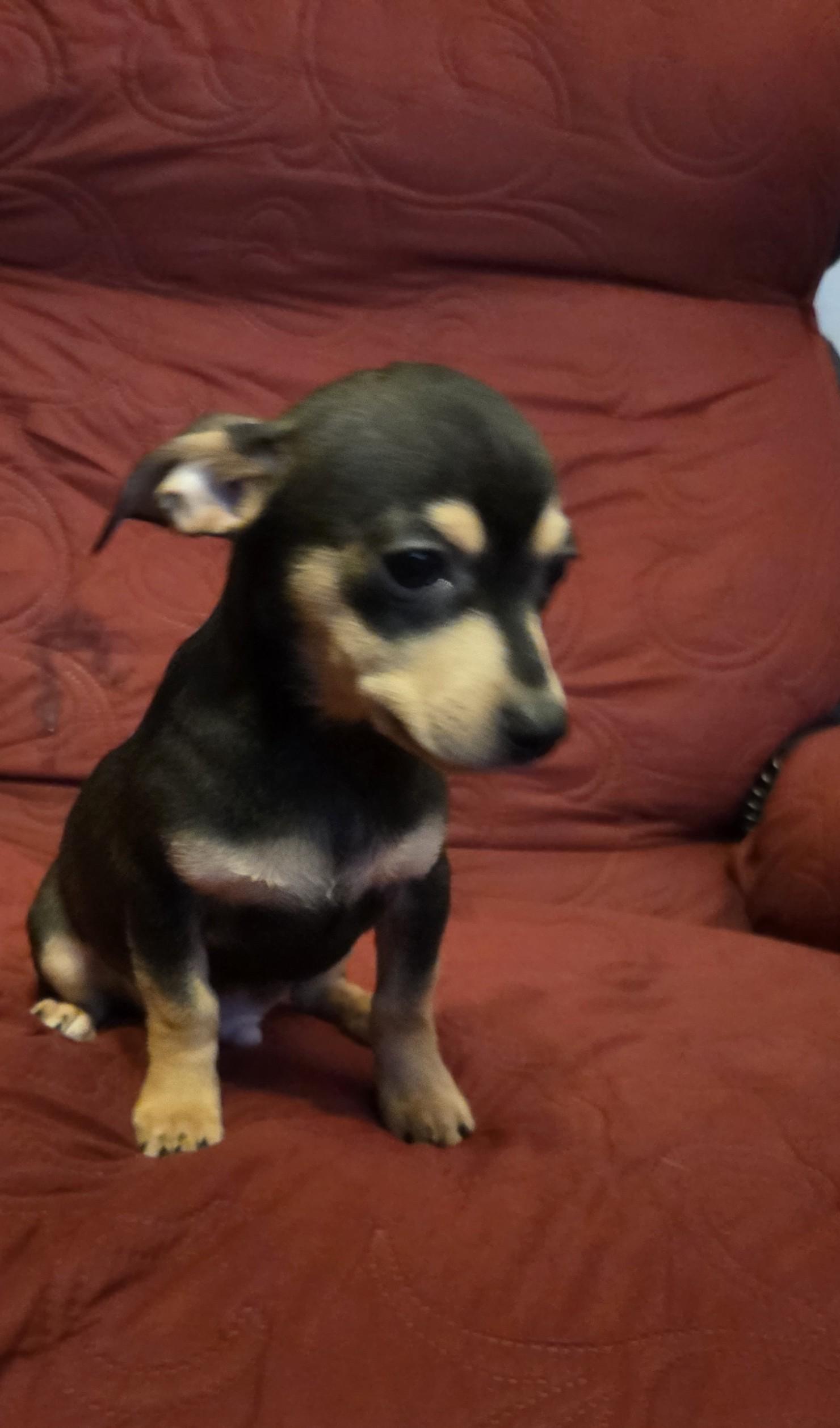 Enlarge Nutmeg, a ADOPTABLE mixed breed in Oakdale, CA image 3/3