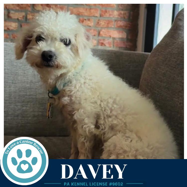 Davey (The Davenports) 091926, Adoptable, Adult Male Maltese & Poodle.