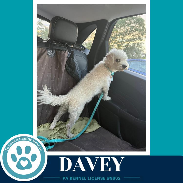 Enlarge Davey (The Davenports) 091926, a Adoptable mixed breed in Kimberton, PA image 2/2