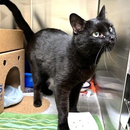 Enlarge Sammy, a Adoptable Domestic Short Hair in Novelty, OH image 1/3